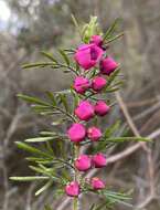 Image of Tall Boronia