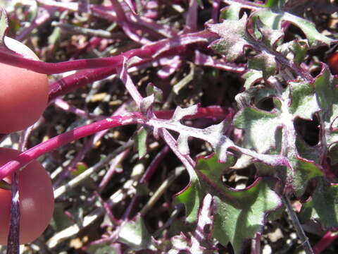 Image of Tehachapi ragwort