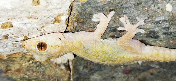 Image of East Canary Gecko