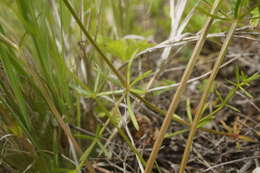 Plancia ëd Galium elongatum C. Presl