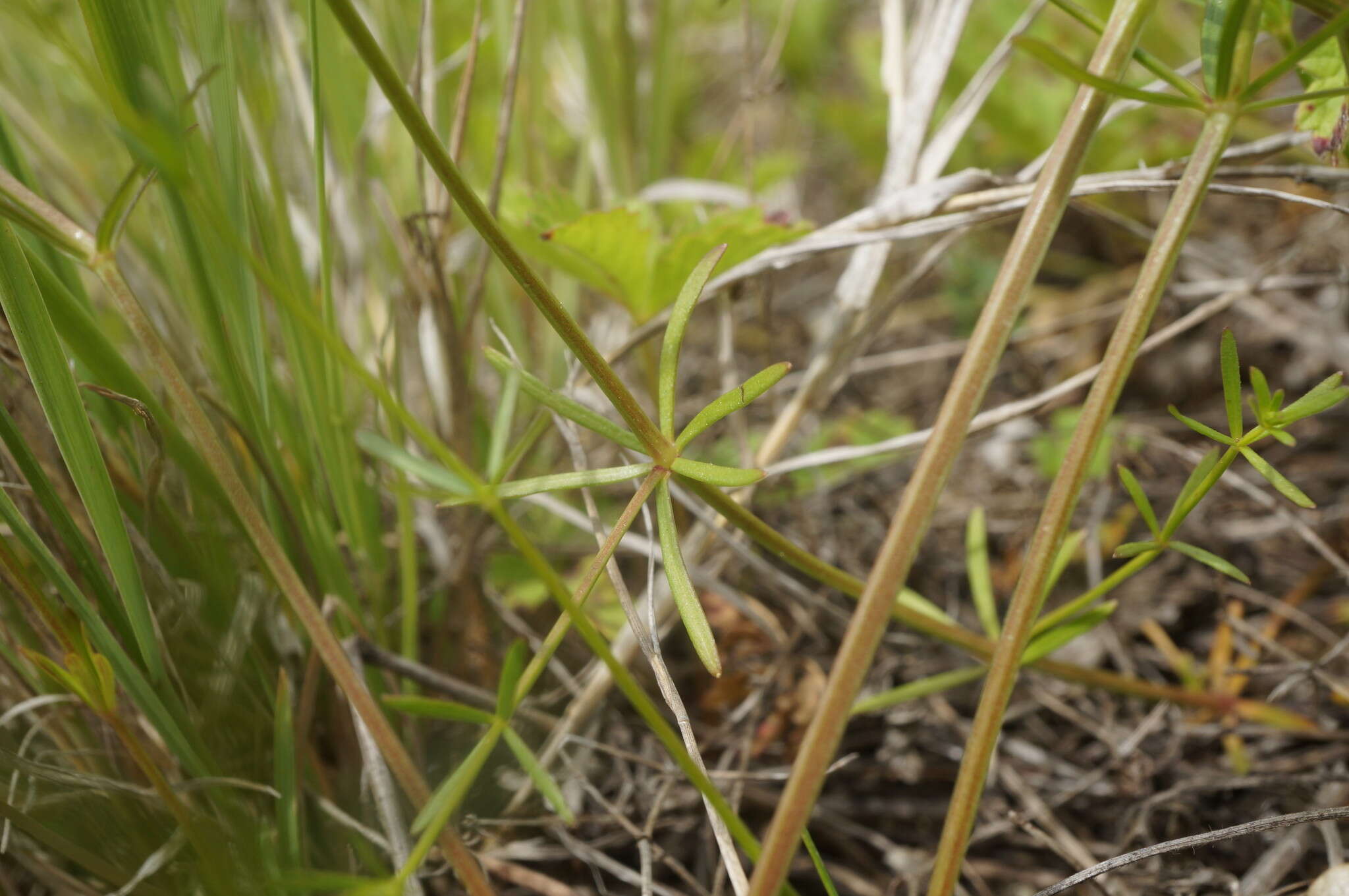 Plancia ëd Galium elongatum C. Presl