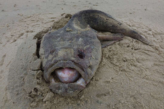 Imagem de Kathetostoma giganteum Haast 1873