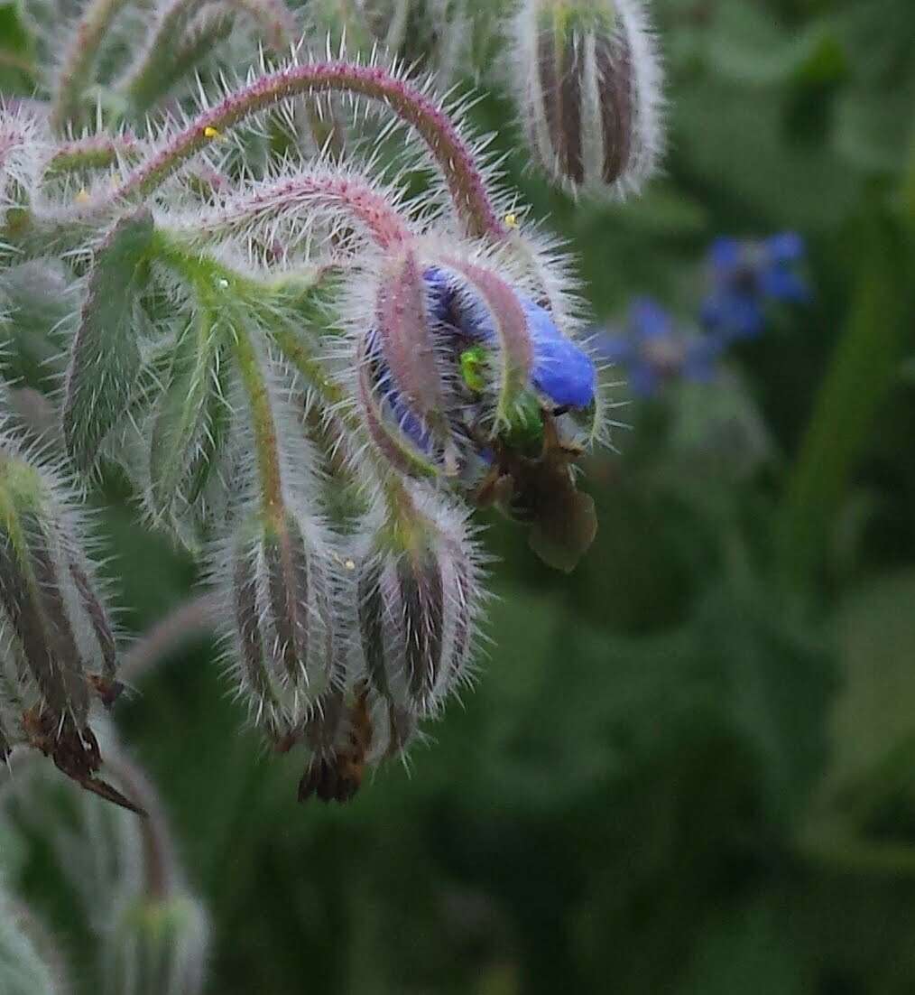 Image of Bicolored Agapostemon