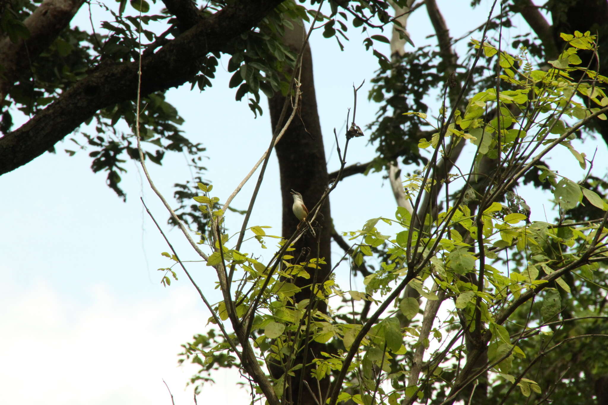 Imagem de Prinia erythroptera (Jardine 1849)