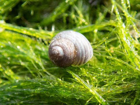 Image of Lirularia succincta (Carpenter 1864)