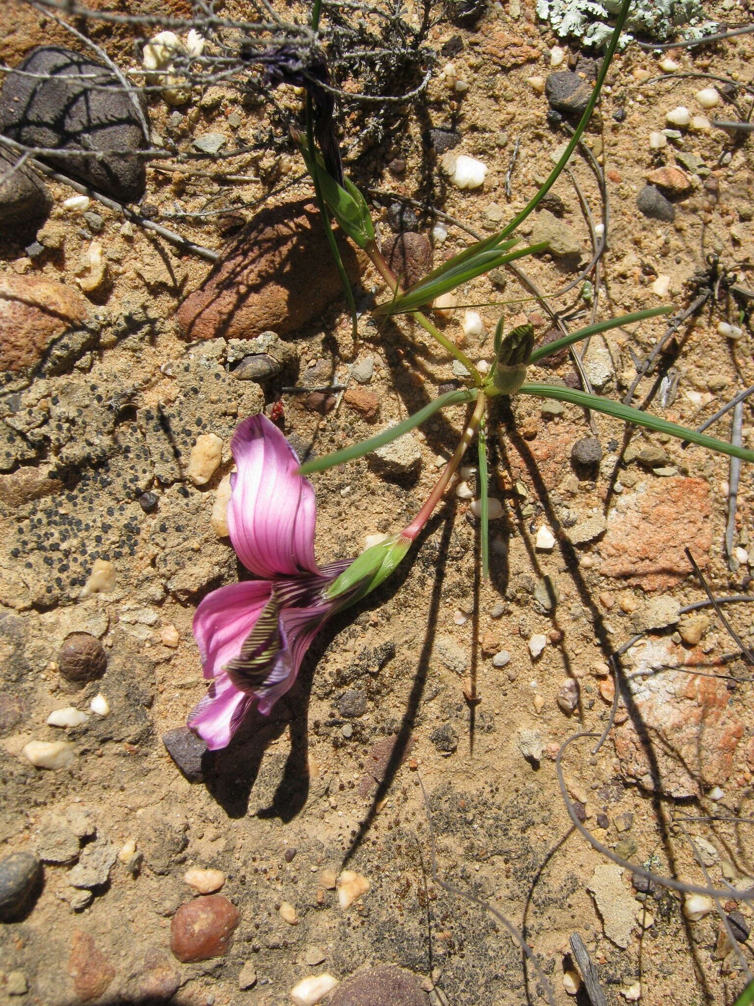 Image of Romulea atrandra var. atrandra