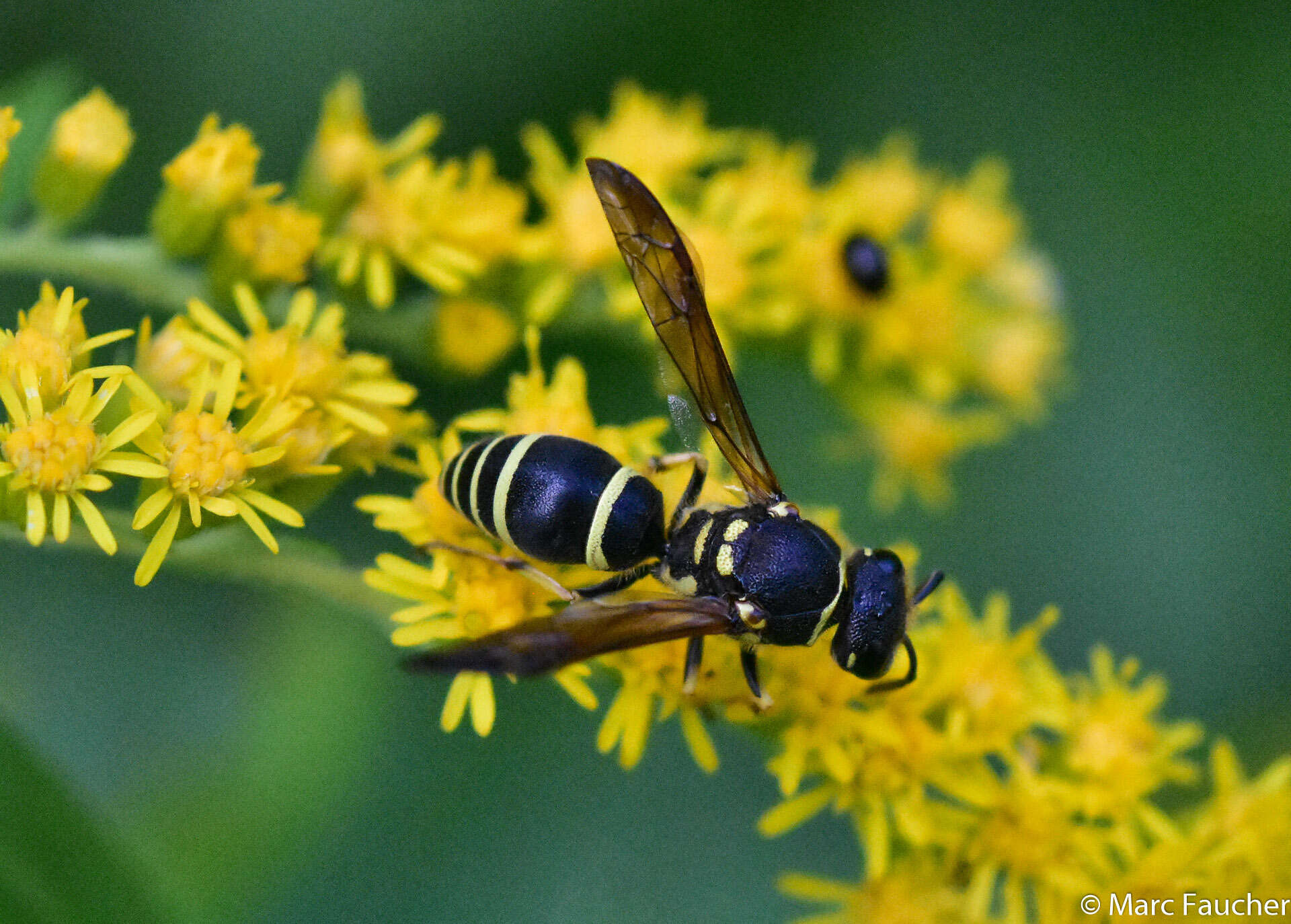 Sivun Ancistrocerus adiabatus (de Saussure 1853) kuva