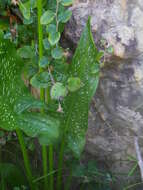 Image of Spotted-leaved arum lily