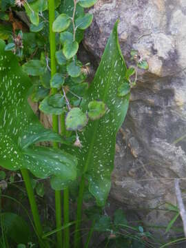 Image of Spotted-leaved arum lily