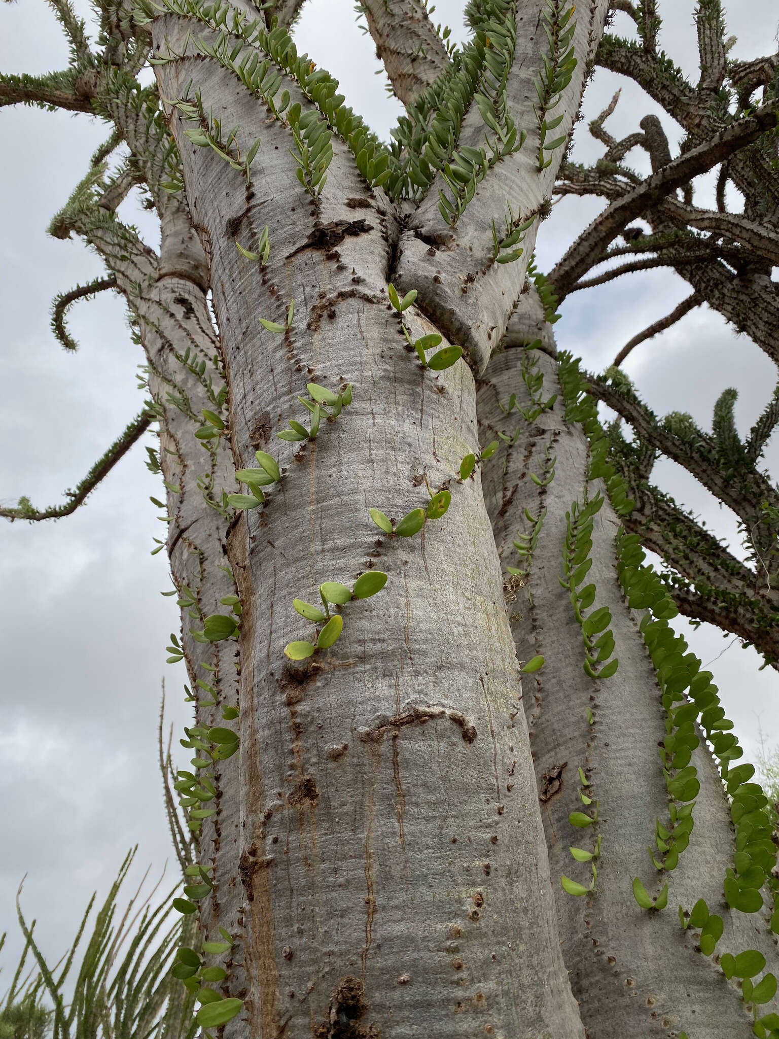 Image of Madagascan ocotillo