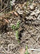 Image of Brittle Cactus