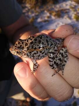 Image of Gopher Frog