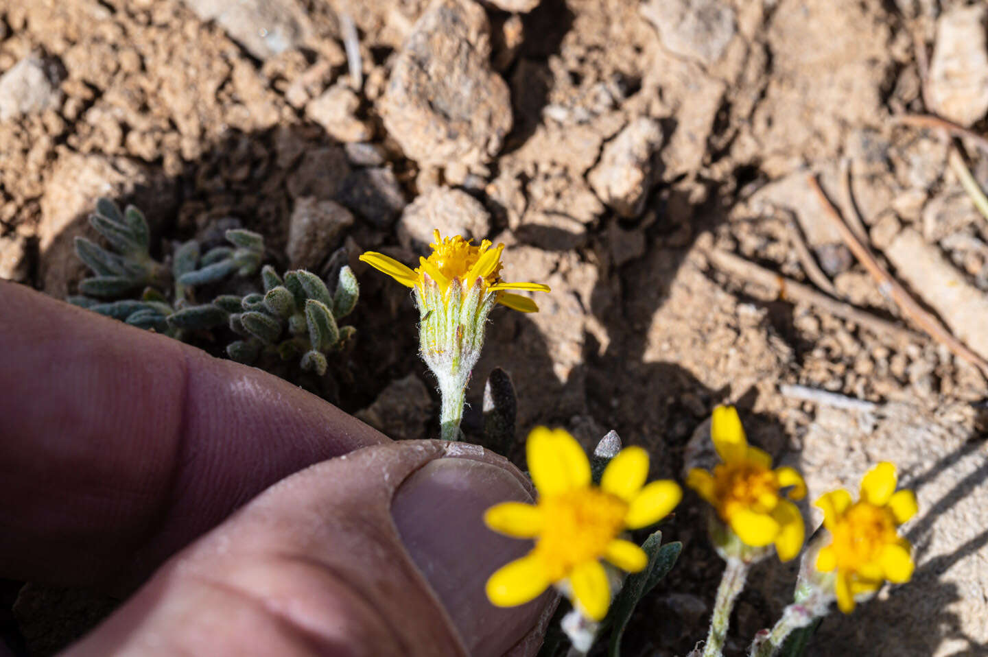 Image of hoary groundsel