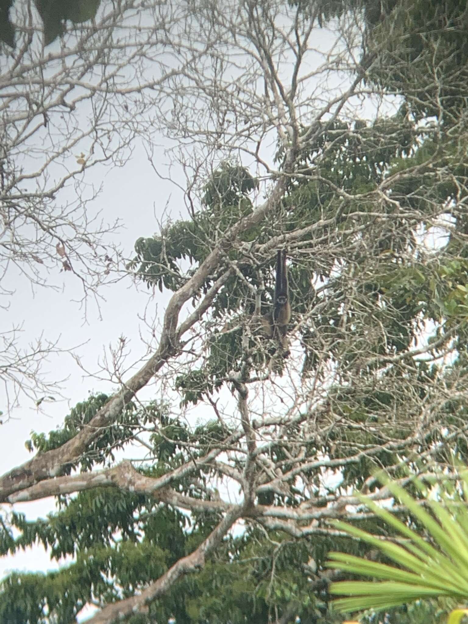 Image of Long-haired Spider Monkey