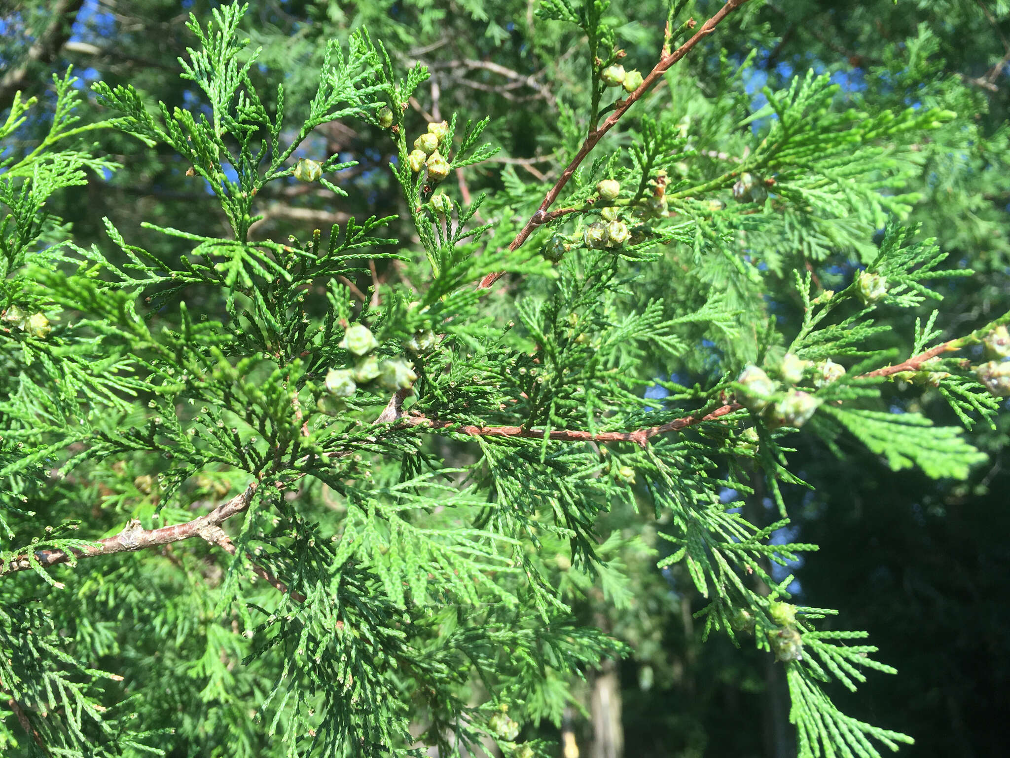 Image of Atlantic White Cedar