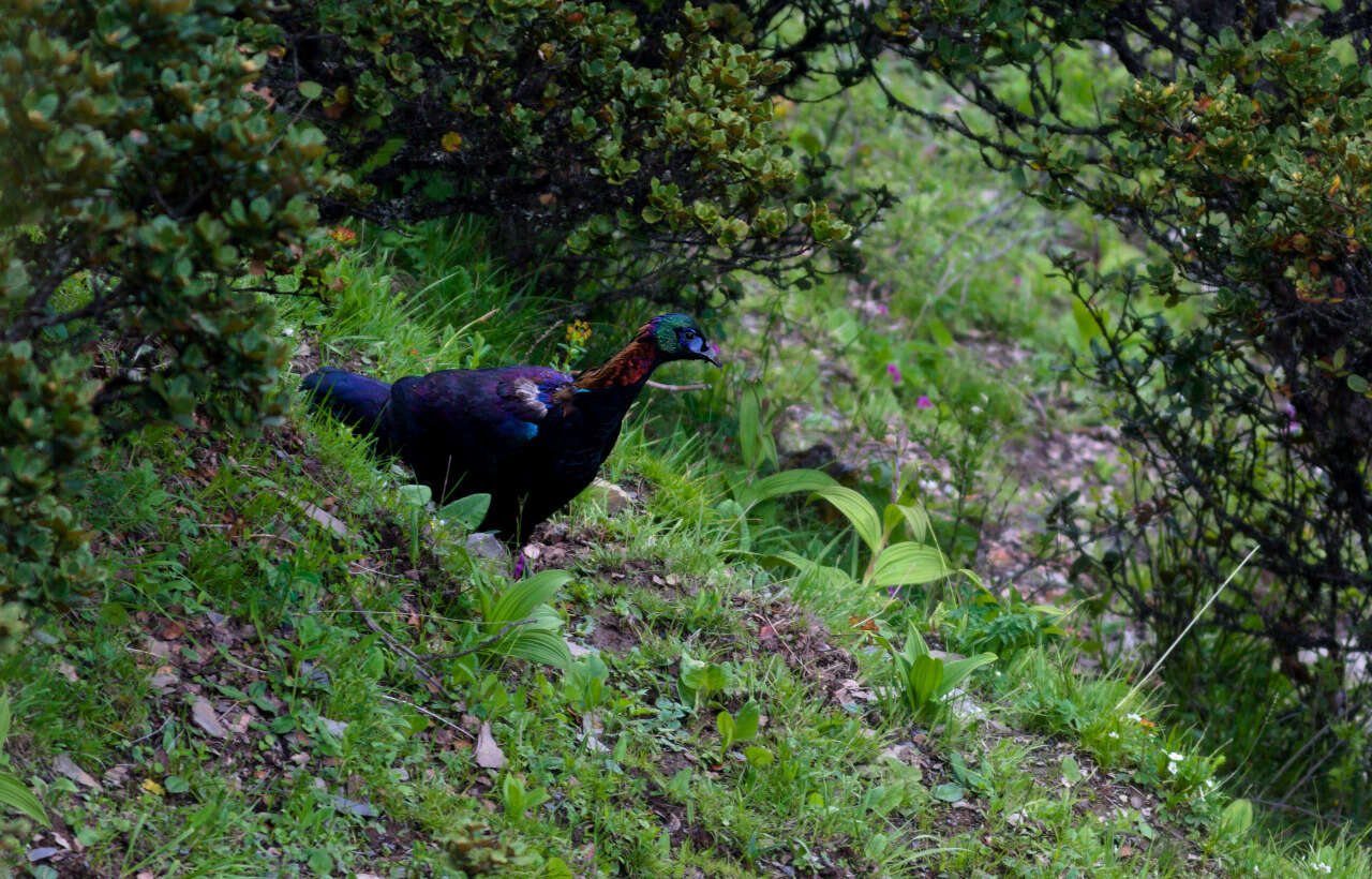 Imagem de Lophophorus lhuysii Geoffroy Saint-Hilaire & A 1866