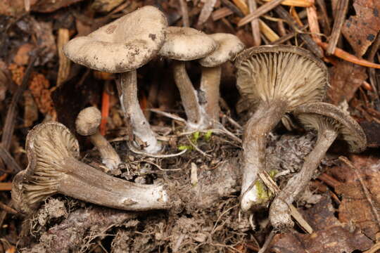 Image of Arrhenia rainierensis (H. E. Bigelow) Redhead, Lutzoni, Moncalvo & Vilgalys 2002