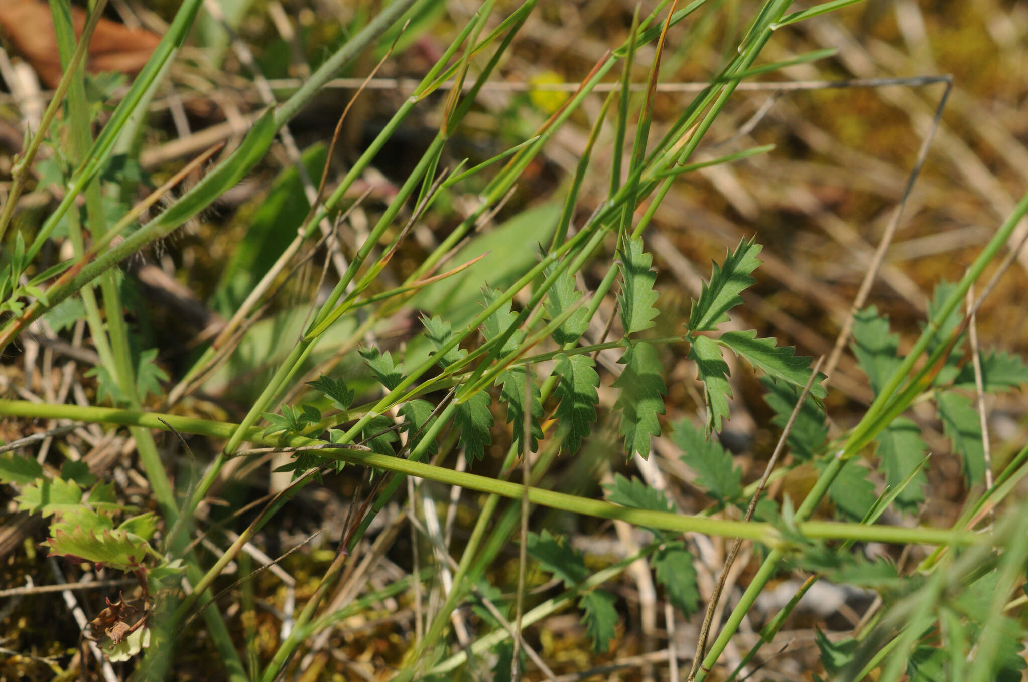 Imagem de Poterium sanguisorba L.