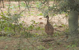 Image of Quebracho Crested Tinamou