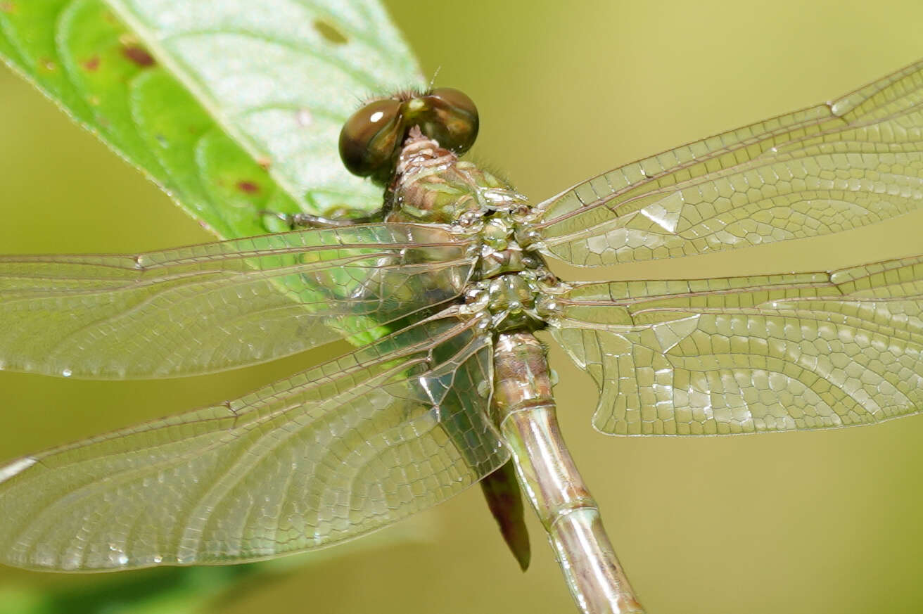 Sivun Progomphus clendoni Calvert 1905 kuva