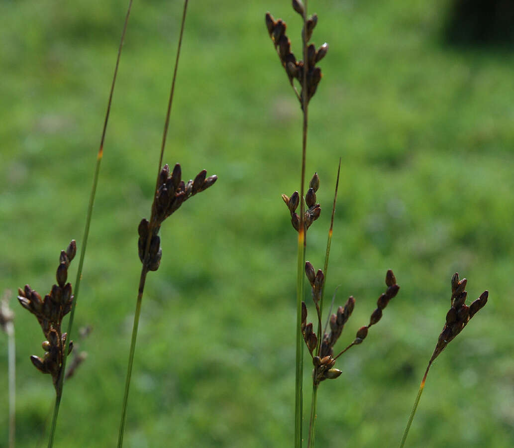 Image of Juncus imbricatus Laharpe