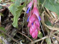 Image of Airplant