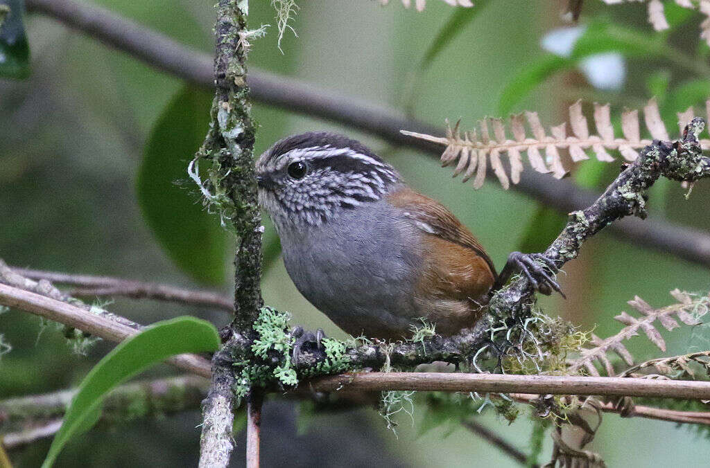 Image of Gray-breasted Wood-Wren