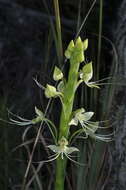 Image of Habenaria gourlieana Gillies ex Lindl.