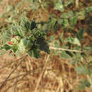 Sivun Chrozophora senegalensis (Lam.) Spreng. kuva