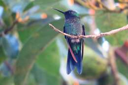 Image of Violet-capped Woodnymph