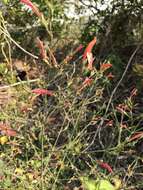Image de Dicliptera sexangularis (L.) Juss.