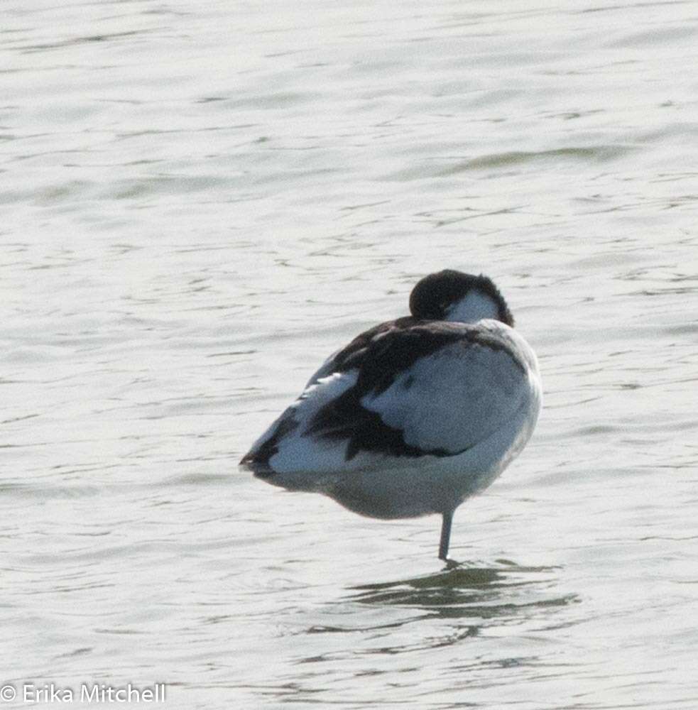 Image of avocet, pied avocet