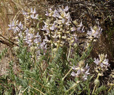 Image de Astragalus andersonii A. Gray