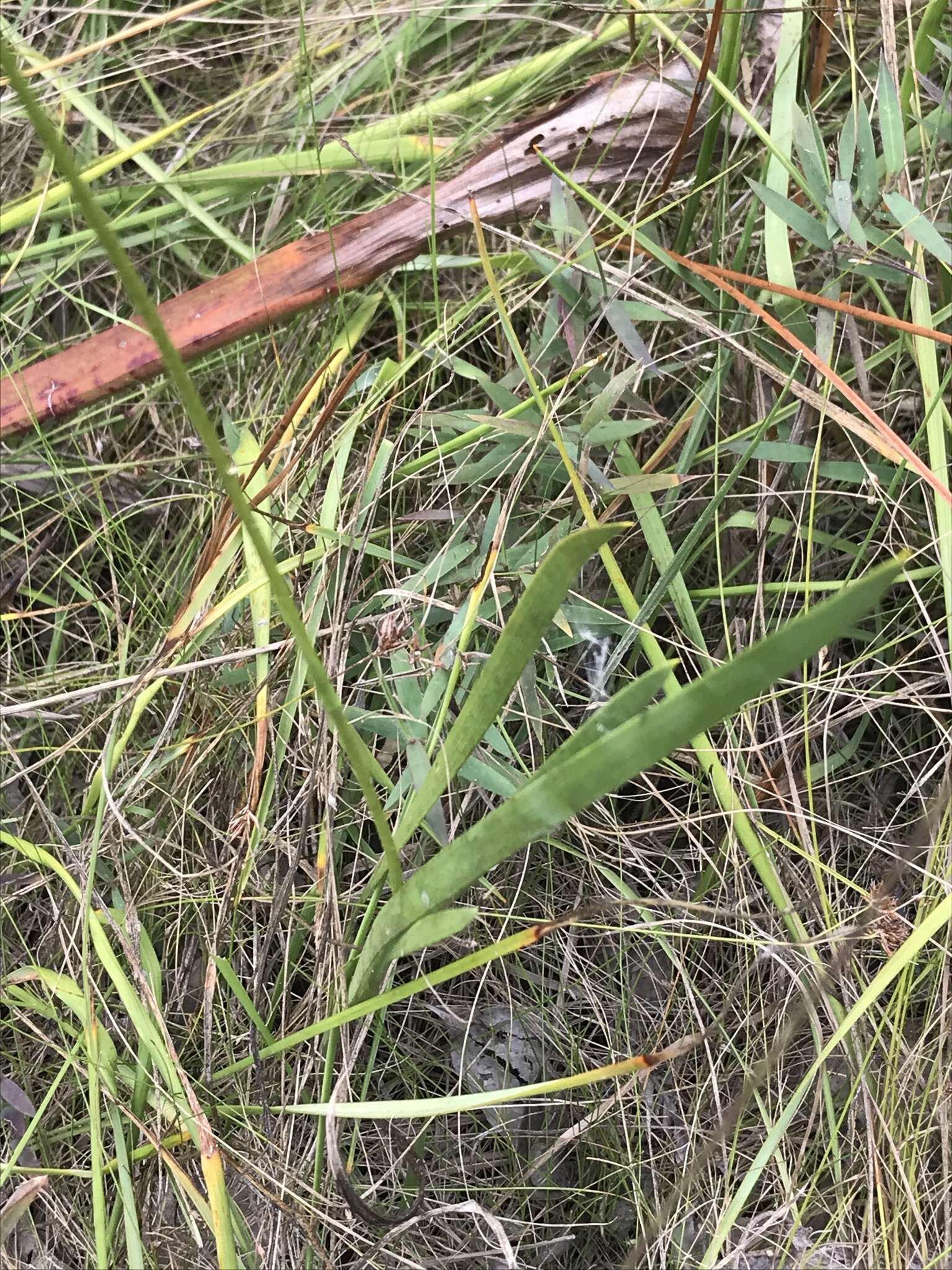 Image of coastal false asphodel