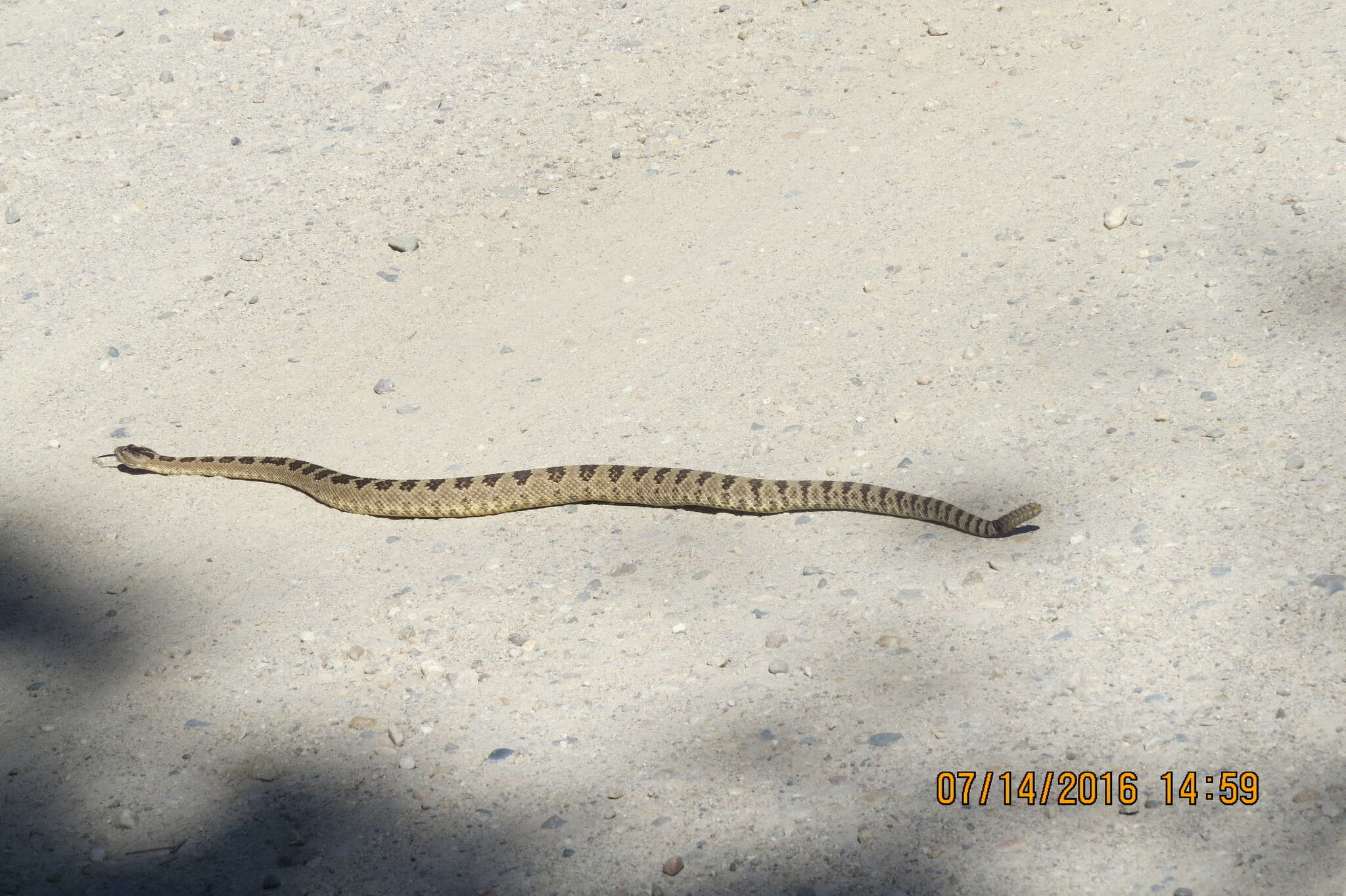 Image of Crotalus oreganus lutosus Klauber 1930