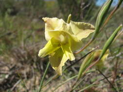Image de Gladiolus carinatus Aiton