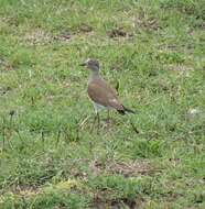 Image of Black-winged Lapwing