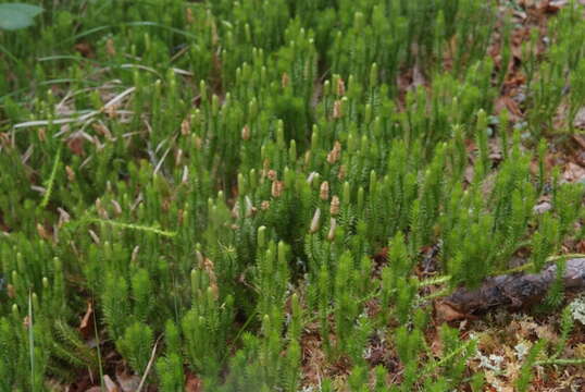 Image of Spinulum annotinum subsp. alpestre