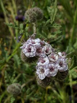 Phacelia hubbyi (J. F. Macbr.) Garrison的圖片