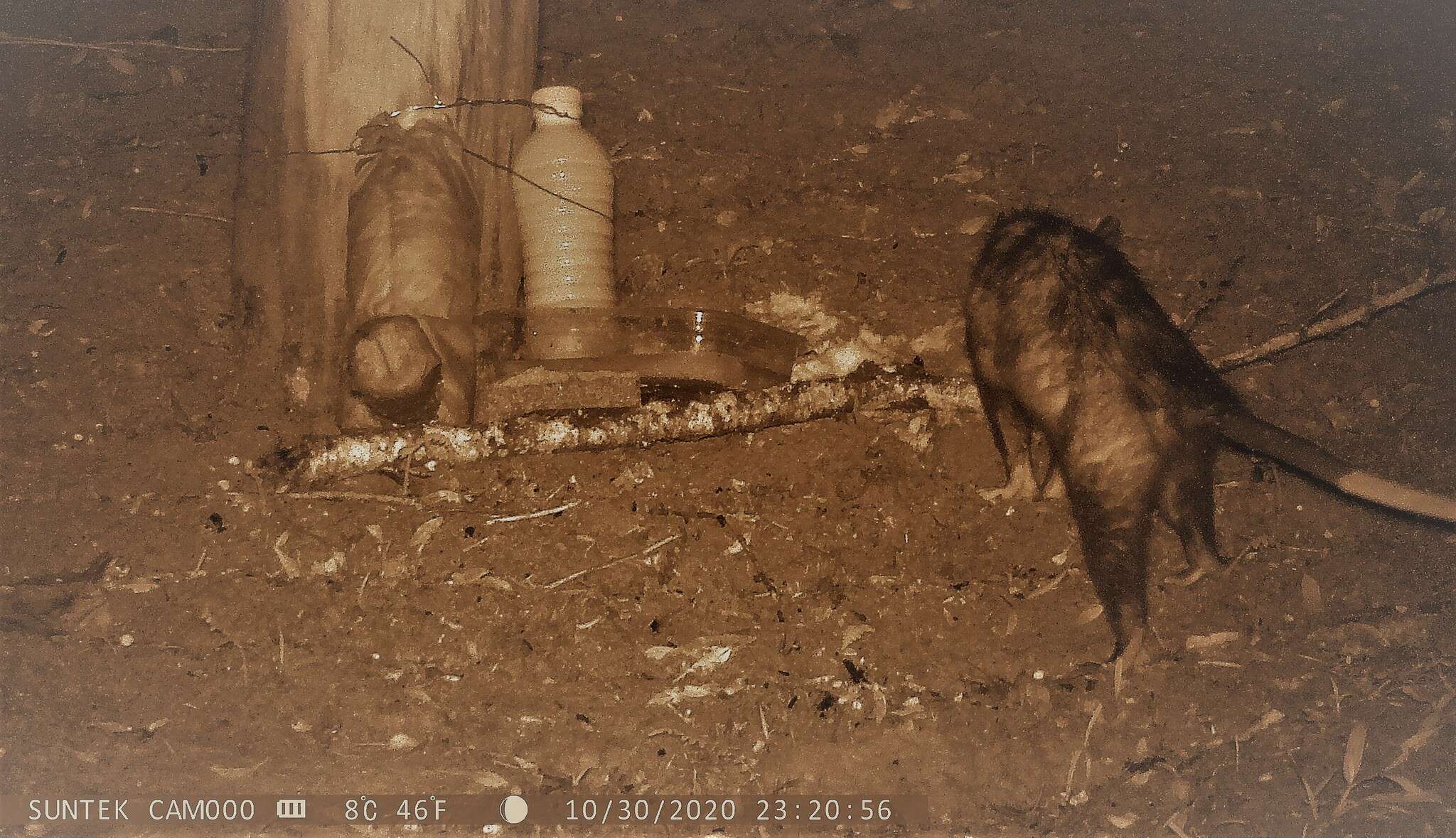 Image of Big-eared Opossum