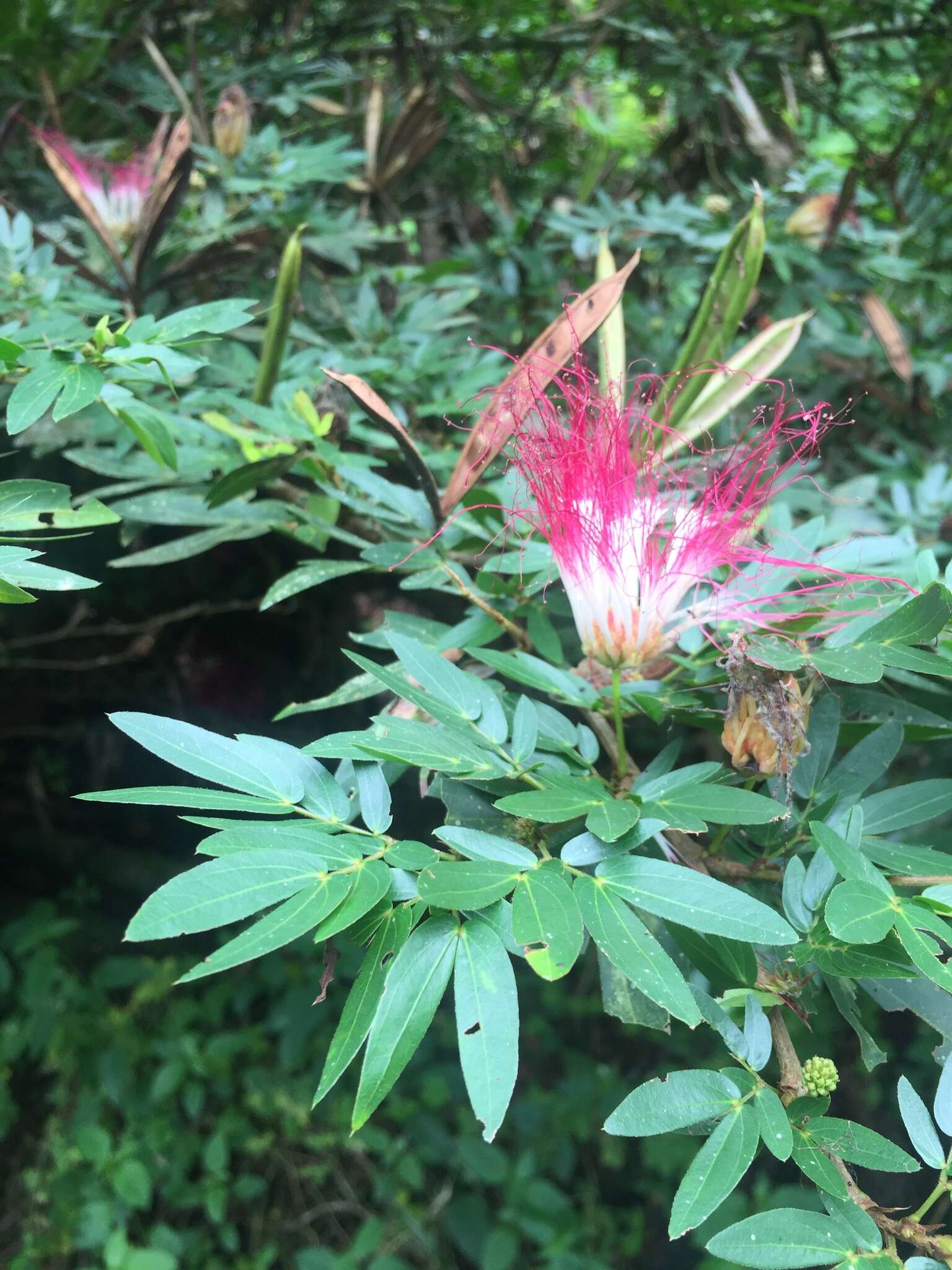 Image of Calliandra angustifolia Benth.