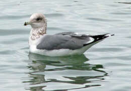 Larus californicus Lawrence 1854 resmi