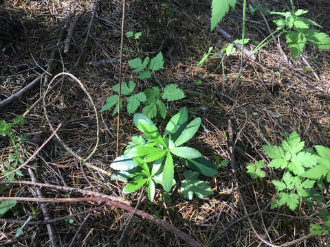 Image of pipsissewa