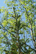 Image of Siberian Fir