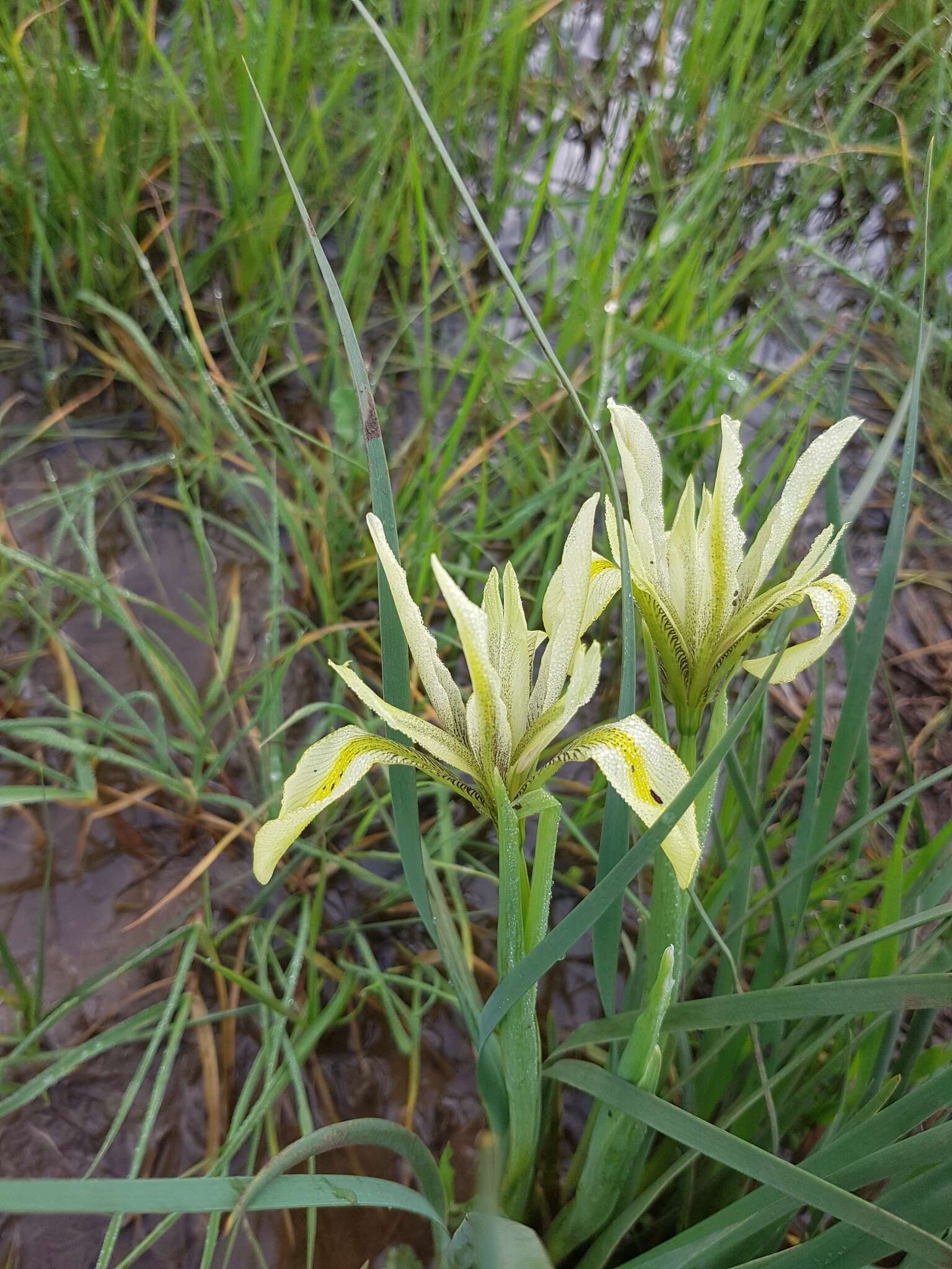 Image of Grant Duff's Iris