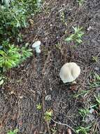 Image of Pale bitter bolete