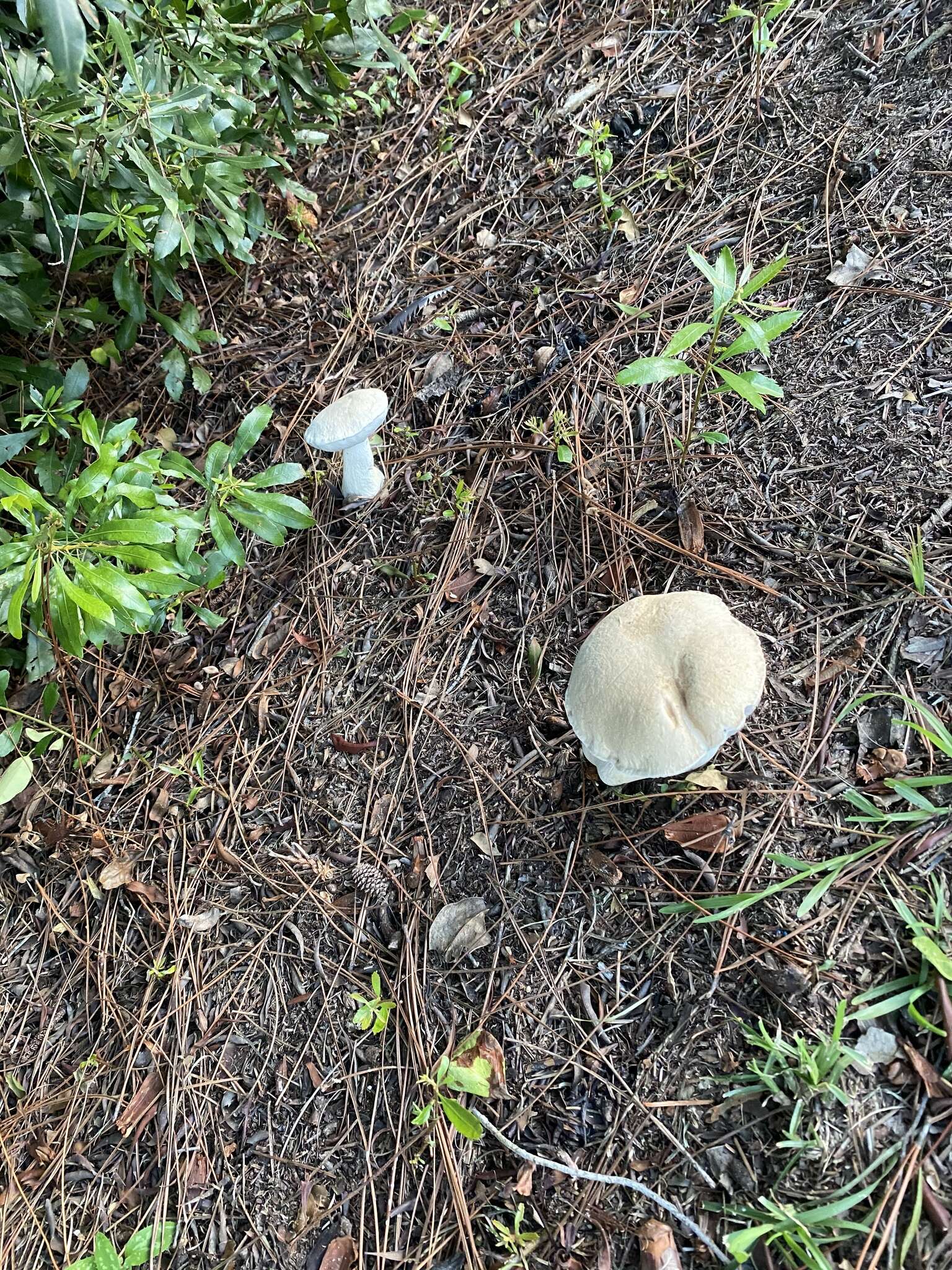 Image of Pale bitter bolete