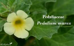 Image of Pedalium