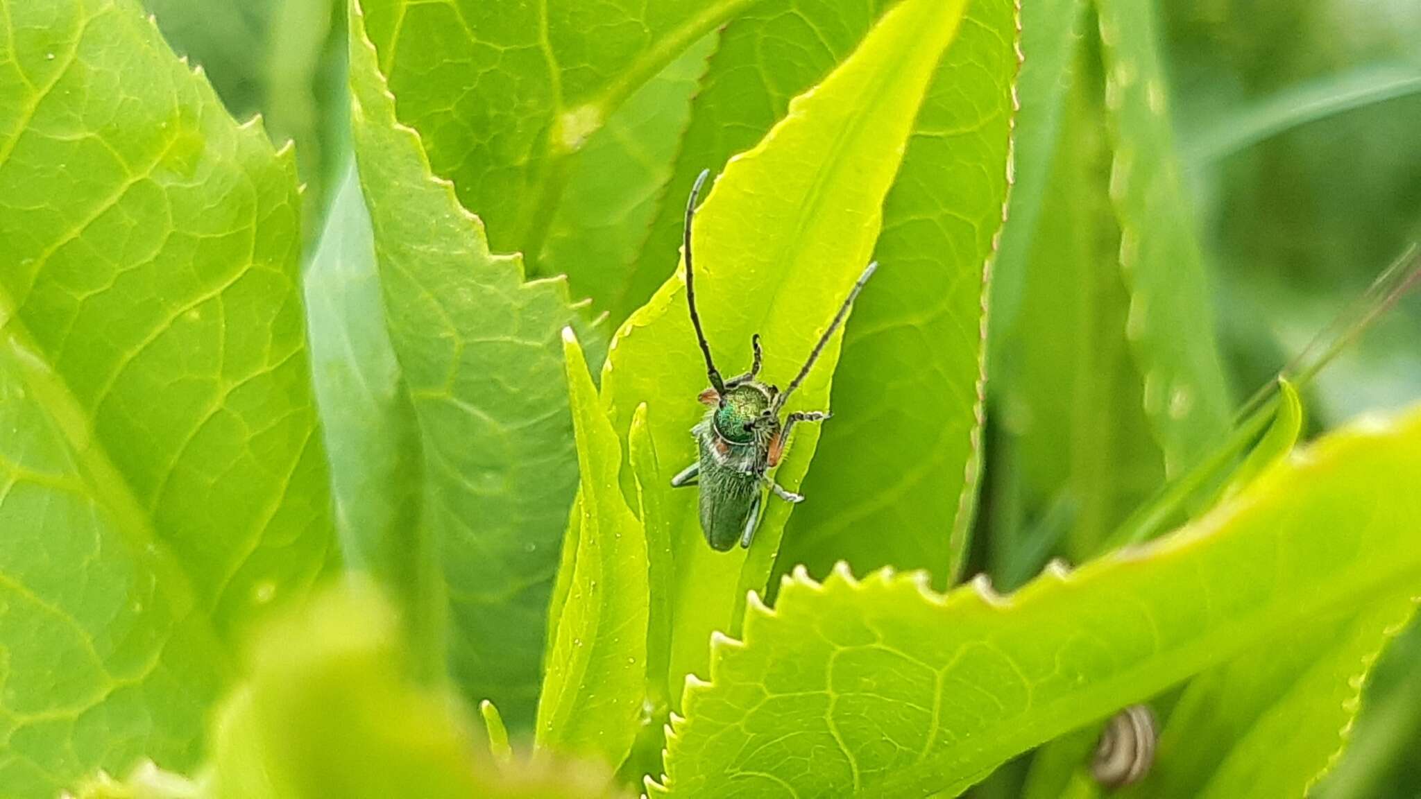 Слика од Phytoecia caerulea bethseba Reiche & Saulcy 1858