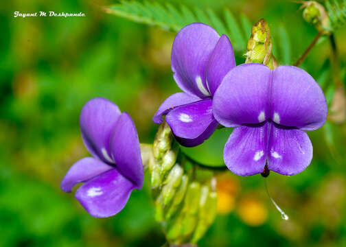 Слика од Smithia purpurea Hook.